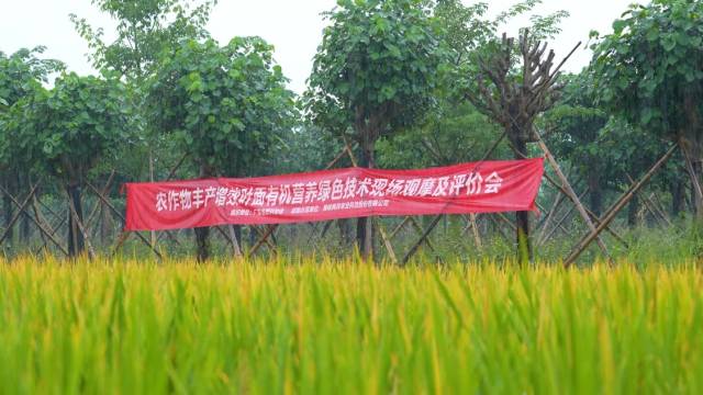 △农作物丰产增效叶面有机营养绿色技术现场观摩及评价会