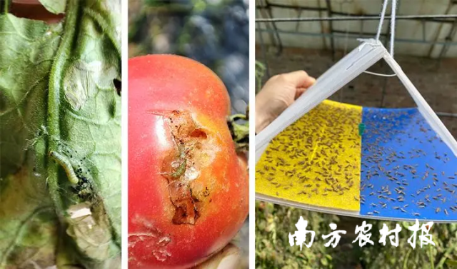 农业农村部：番茄潜叶蛾增补纳入《一类农作物病虫害名录》管理