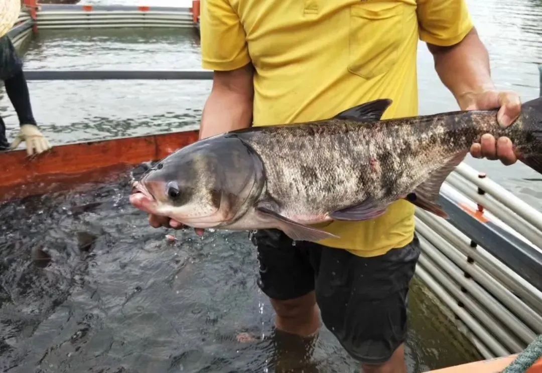资料图片非“鱼王”照片，“鱼王”以实际捕获为准
