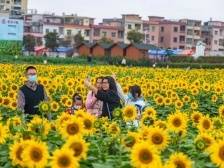 村头村：打好农耕文旅牌，靓“面子”强“里子”｜一村一品 犇向和美⑫