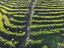 举办广东茶业年度盛会，紫金凭什么？