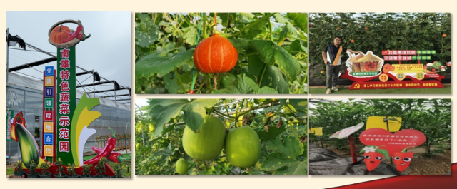 2022年南雄蔬菜新品种示范会部分品种种植表现