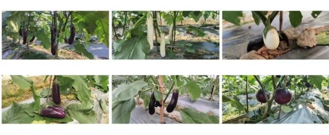 2023年南雄蔬菜新品种示范会茄子种植表现