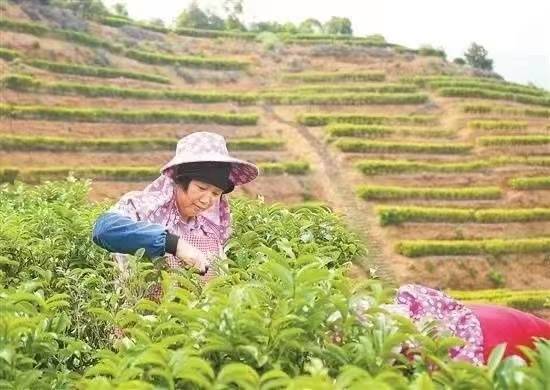 饶平茶农在园中采茶。