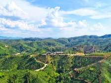 就在本周末！粤茶吹响集结号，大会精彩亮点揭秘