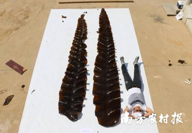 近年来我国选育的海带新品种