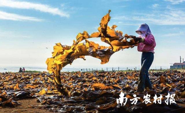 山东荣成，农户在收获海带