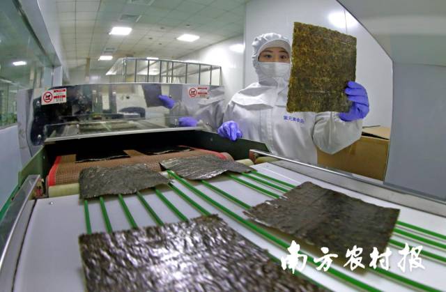 江苏省连云港，位于高公岛紫菜物流园内的紫菜加工车间