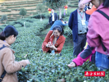 谋合作促发展，百名茶商走进紫金共赴茶旅之约