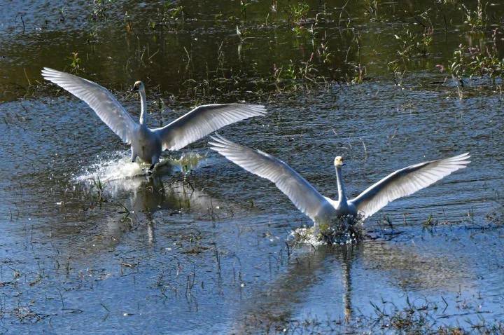 11月16日上午，拍鸟爱好者吴伟荣在惠城区马安镇上寮村西枝江边、水口街道上岭村湿地等地，发现小天鹅2只（国家一级重点保护动物）。