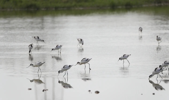 在惠城区马安镇上寮村湿地上，反嘴鹬正在觅食。