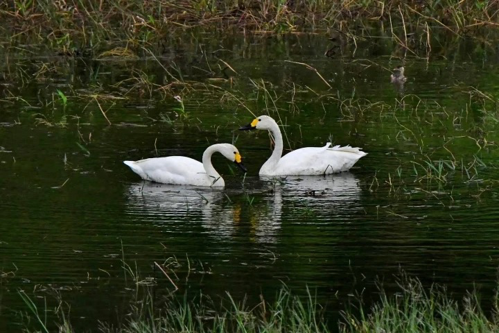 11月16日上午，拍鸟爱好者吴伟荣在惠城区马安镇上寮村西枝江边、水口街道上岭村湿地等地，发现小天鹅2只（国家一级重点保护动物）。