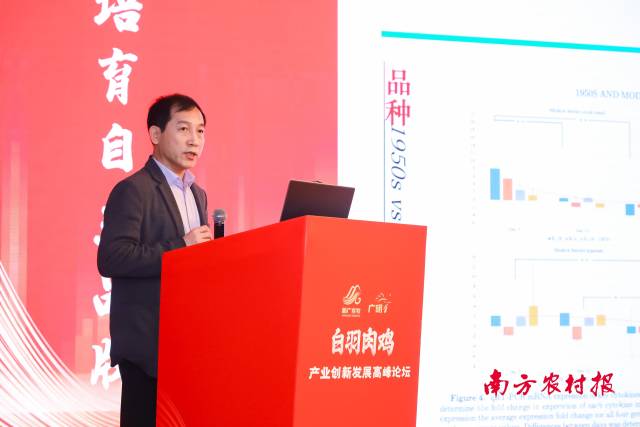 中国农业大学植物科技学院院长呙于明分享《中国高产肉鸡的免疫与营养》