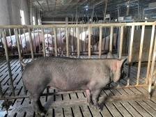 鲲鹏研究院：攻关农业“芯片”，端牢“中国饭碗”｜狮山调研