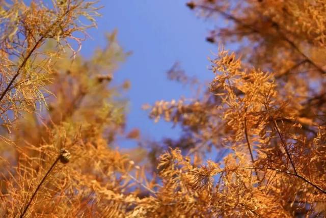 广州的落羽杉，红了！图源：黄埔发布