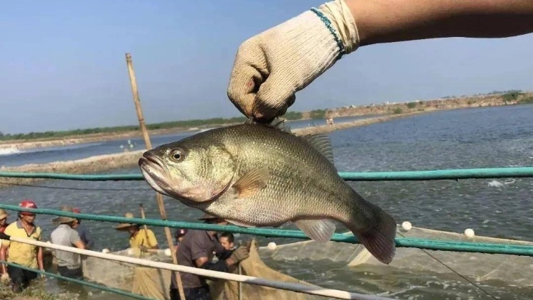 “魚出三水”區(qū)域公用品牌來了,！三水魚顏值和故事并存,，總有一款合您“心水”