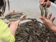 中国“虾王”的新身份