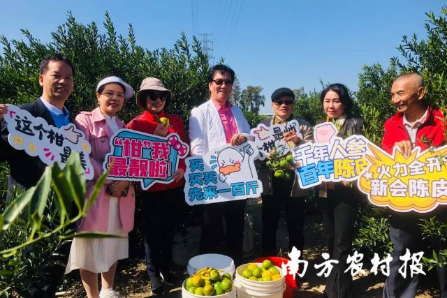 近日，广州市制造业协会与新会区农业机械协会联合举办“乡村振兴，百年陈皮，新会之旅”，到新会柑园采柑果、品新会陈皮。受访者供图