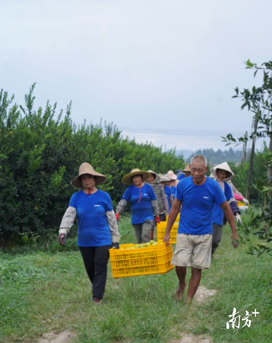柑香四溢，金黄满园，新会柑基地内，工人们在一列列柑树前手起剪落，忙得热火朝天，到处洋溢着丰收的气息。
