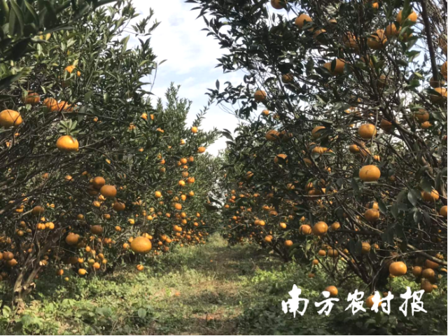 新会柑迎来大红柑采摘季。