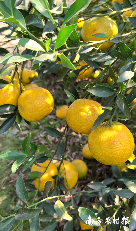 大红柑开始变得圆润饱满，成熟的表皮光滑色泽、橘红带光且散发着诱人的气息，让人难以忘怀。