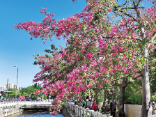 沧海变良田 滩涂飘稻香 | 一文速览《南方日报·遂溪视窗》84期