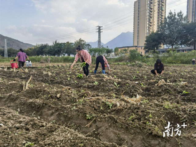  移苗栽种大芥菜