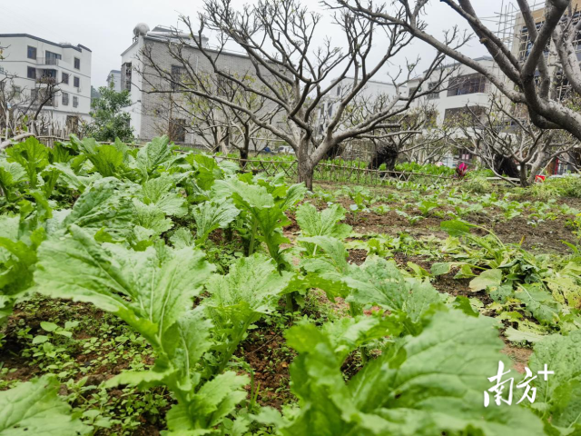  早期种下的大芥菜已接近开摘