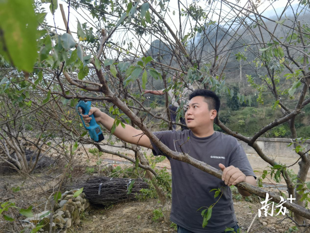  三华李果树修剪