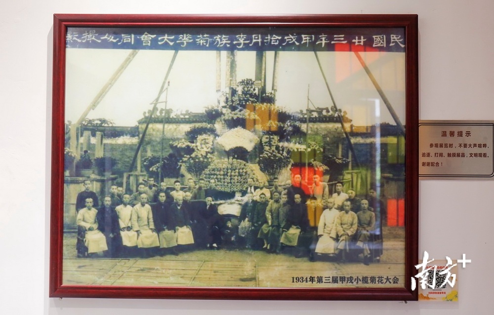 小榄民俗博物馆里的老照片：1934年第三届甲戌菊花大会。  南方+ 叶志文 拍摄