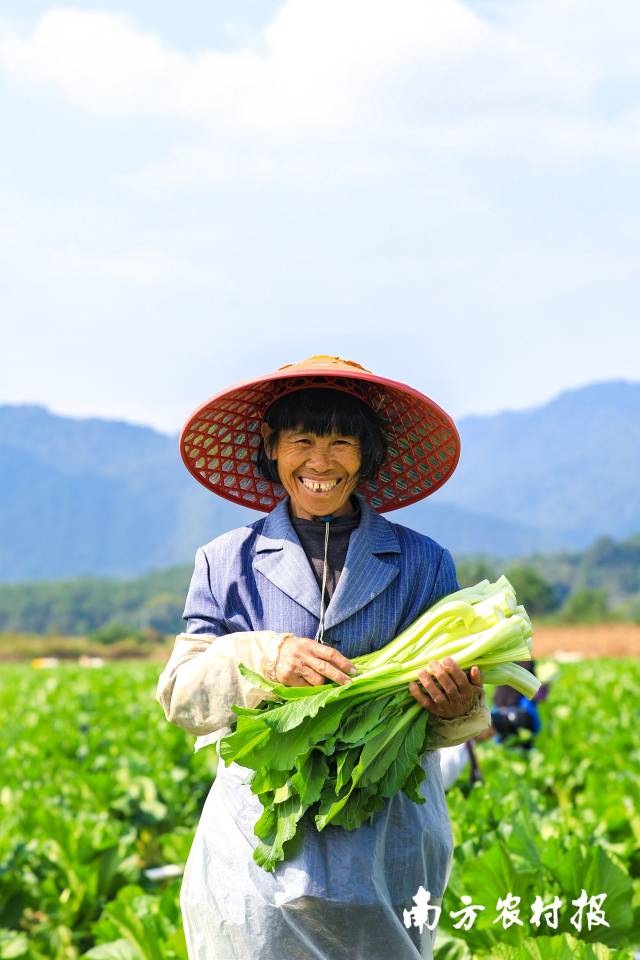 連州菜心豐收時(shí)