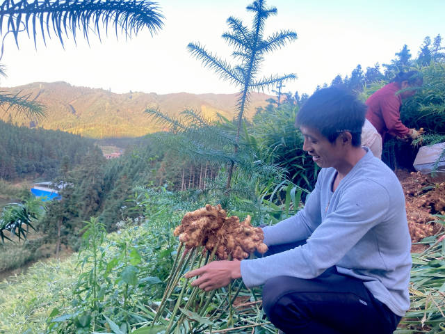 梅洞村“种姜大户“覃信强。