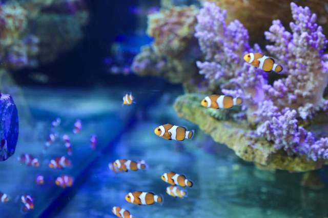 觀賞魚展區(qū),，各種觀賞魚爭奇斗艷,。
