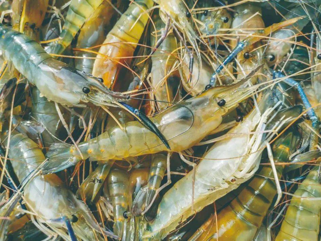 数丰水产种业有限公司牵头选育的罗氏沼虾“数丰1号”