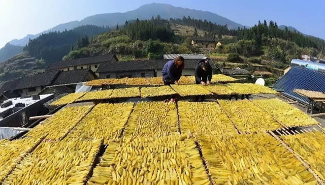 梅洞村番薯干。