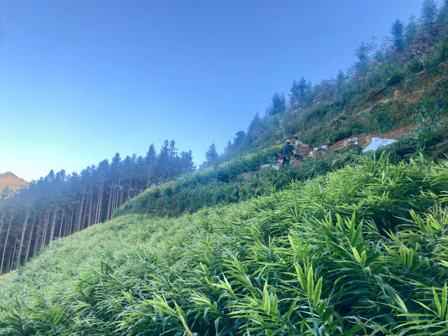 郁郁葱葱的杉木和姜苗。