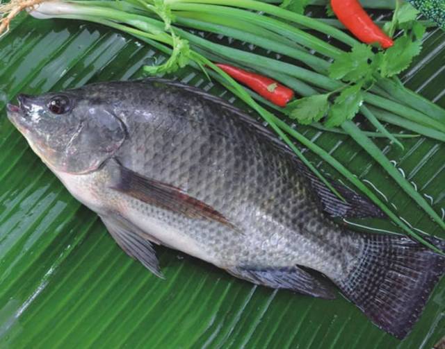 茂名罗非鱼