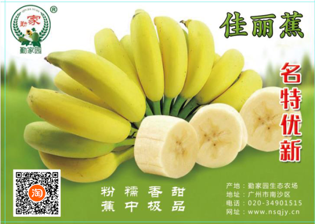 广州市南沙区勤家园果蔬种植农民专业合作社——佳丽蕉