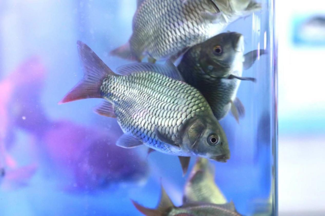 2023年经国家审定的水产新品种穗丰鲫