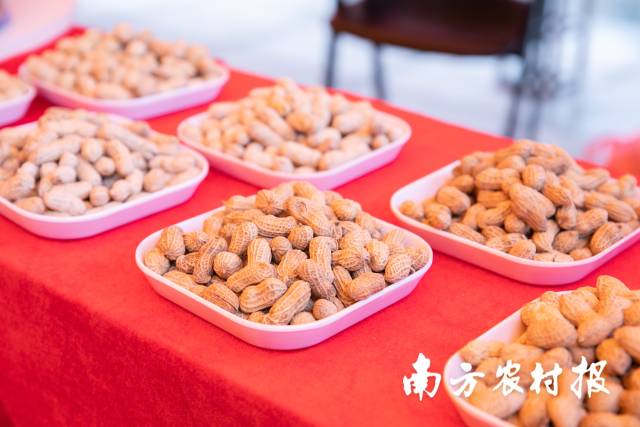连平花生，带动河源农户增收致富。