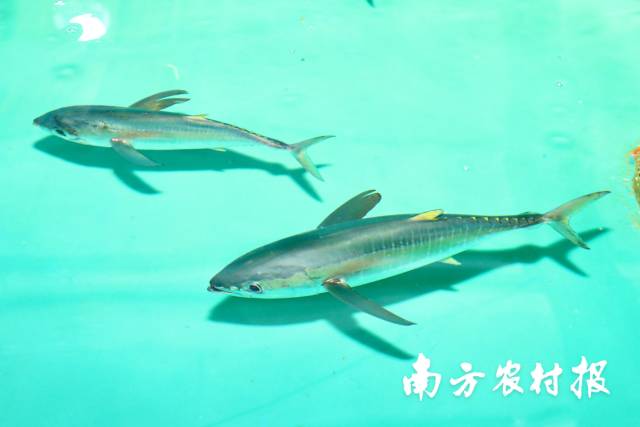 国内首次活体展出的黄鳍金枪鱼。