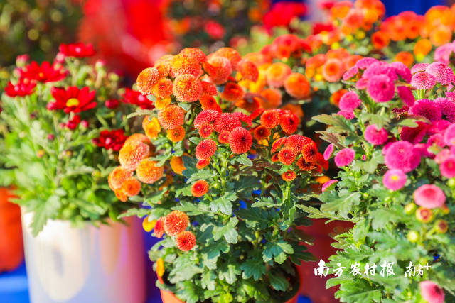 广州市芳村片区的广州花卉博览园内，百花齐放，姹紫嫣红