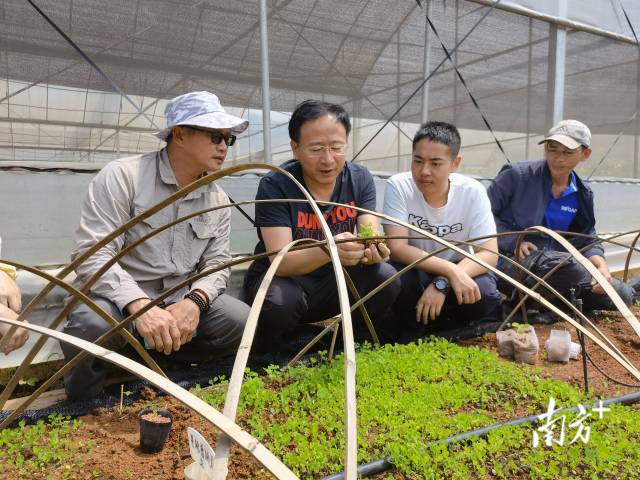 楊全教授帶隊田間調(diào)研。  受訪者供圖