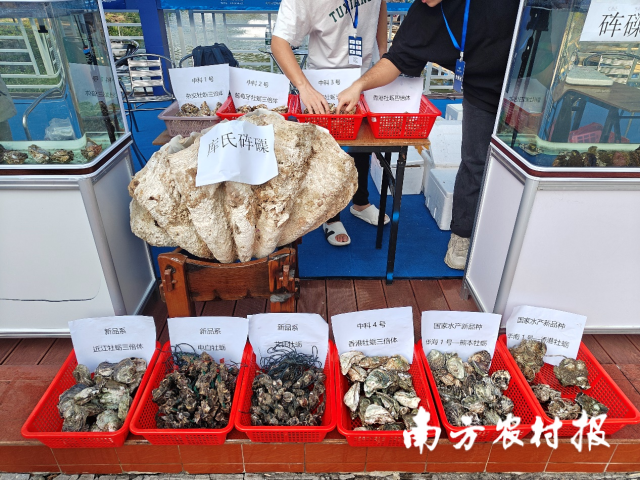 中国科学院南海海洋研究所的展位前摆放的库氏砗磲壳引人注目。