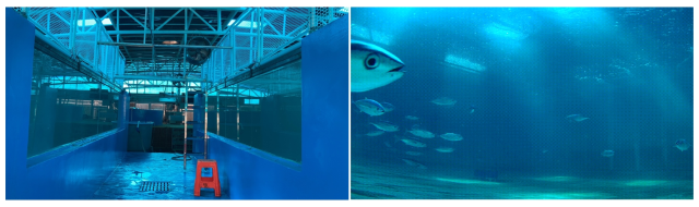 黄鳍金枪鱼室内循环水驯化养殖。