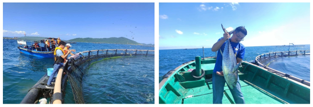 黄鳍金枪鱼深海网箱养殖示范。