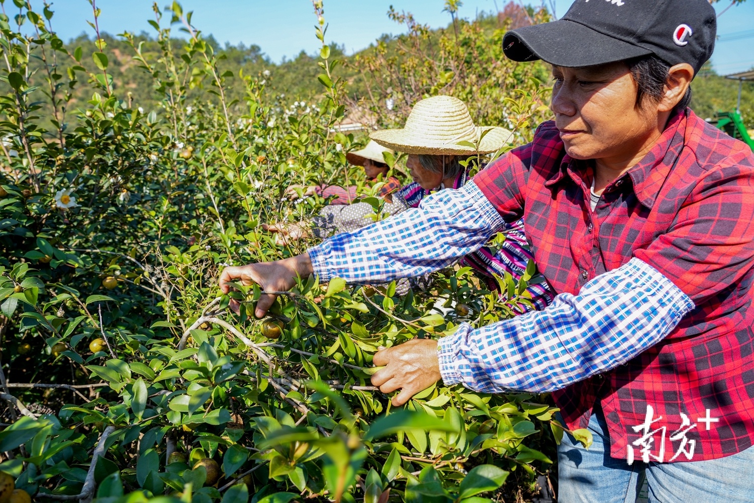 农民采摘油茶果。