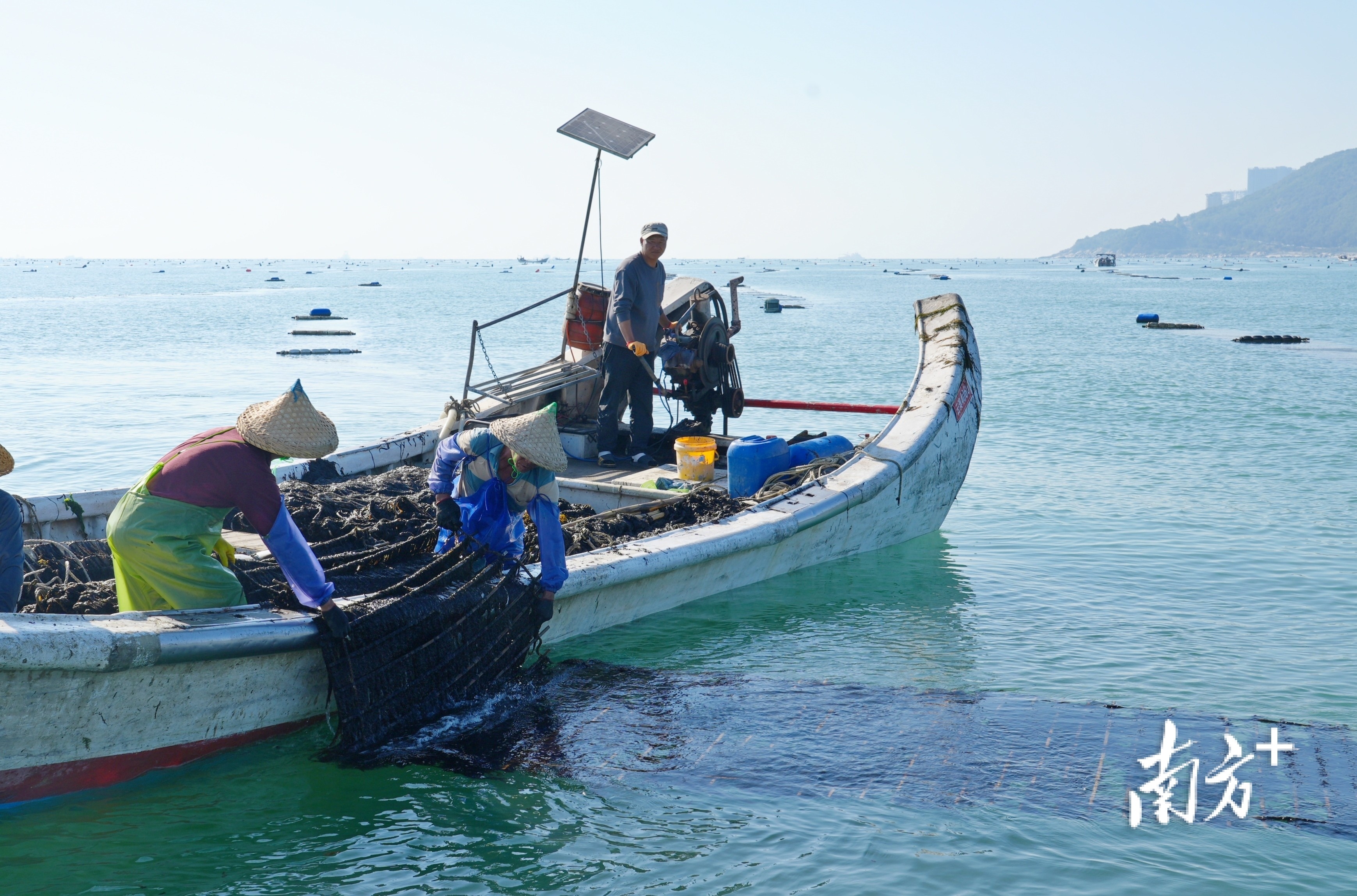 渔民抓住晴好天气，采收今年的“头水”紫菜。