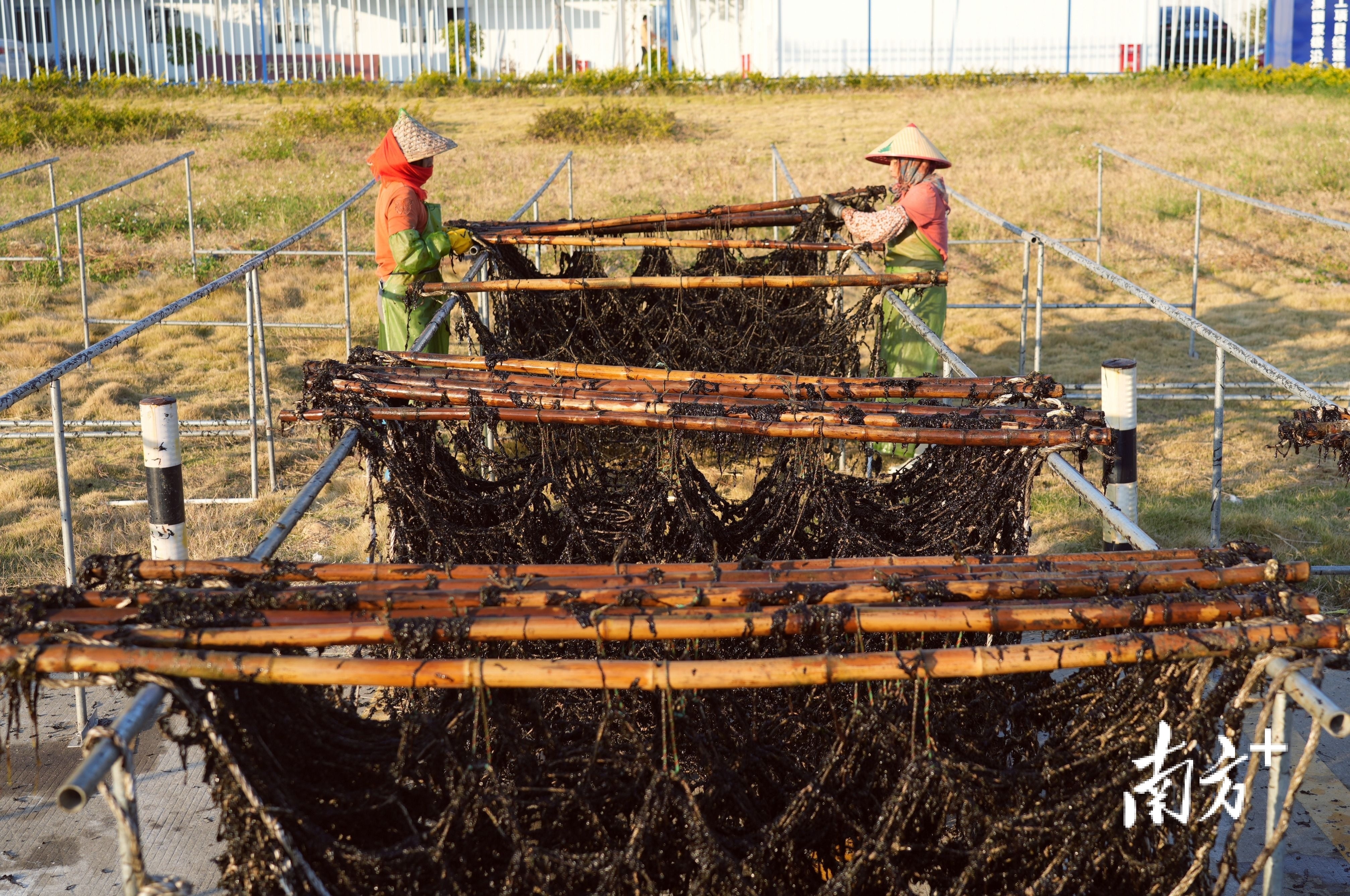 尼龙渔网比传统绳排要节省不少晾晒空间。