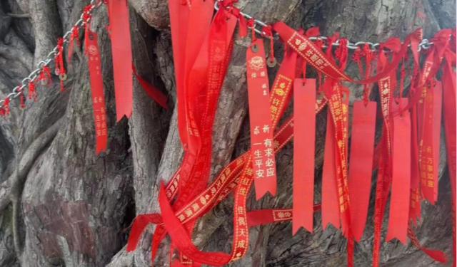 古树上挂着人们祈愿的红绸带。